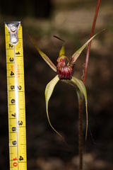 Caladenia