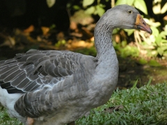 Anser anser domesticus