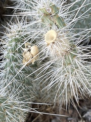 Opuntia polyacantha erinacea