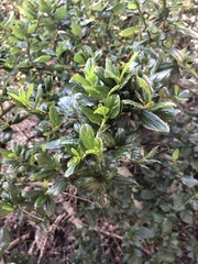 Ceanothus thyrsiflorus