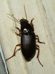 Pseudoophonus
