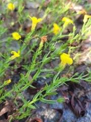 Gratiola aurea