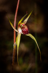 Caladenia