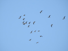 Chroicocephalus cirrocephalus