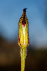 Caladenia