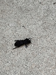 Phloeodes diabolicus