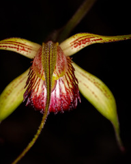 Caladenia pectinata