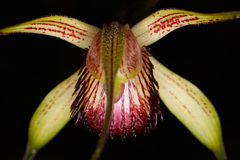 Caladenia pectinata
