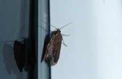 Tachystola acroxantha