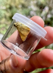 Polites themistocles