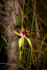 Caladenia pectinata