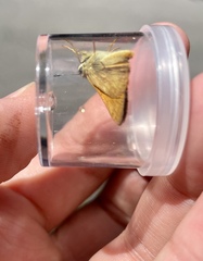 Polites themistocles