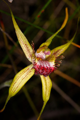 Caladenia pectinata