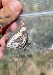 Limenitis weidemeyerii