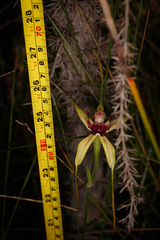 Caladenia pectinata