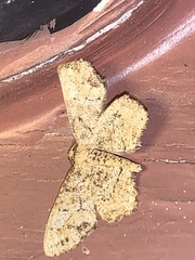 Melanolophia canadaria