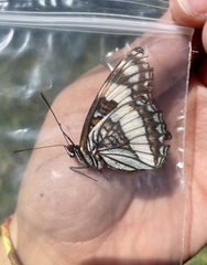 Limenitis weidemeyerii