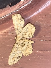 Melanolophia canadaria