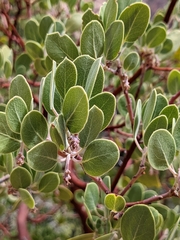Arctostaphylos pungens