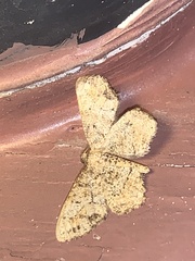 Melanolophia canadaria
