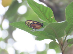 Dircenna kolijkensis