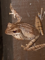 Polypedates leucomystax