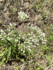 Eupatorium album