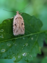Agonopterix canadensis