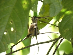 Phaethornis longirostris