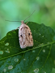 Agonopterix canadensis
