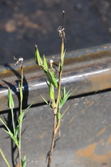 Tragopogon orientalis