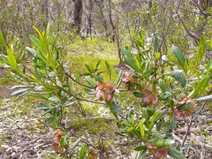 Dodonaea viscosa spatulata