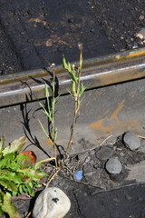 Tragopogon orientalis