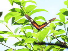 Heliconius hortense
