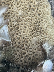 Palythoa caribaeorum