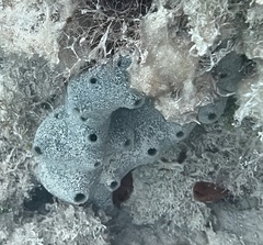 Niphates caycedoi