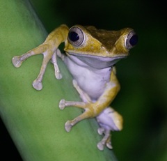 Polypedates otilophus