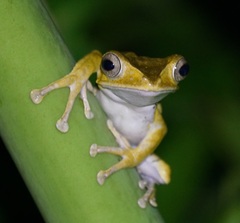 Polypedates otilophus