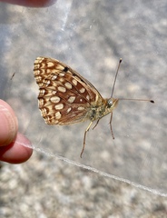 Speyeria hesperis