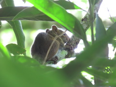Sciurus deppei