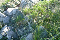 Pelargonium carnosum carnosum