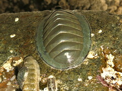Chiton glaucus