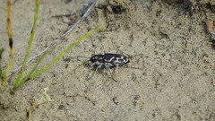 Cicindela tranquebarica