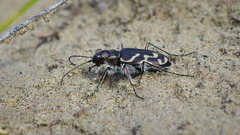 Cicindela tranquebarica
