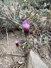 Cirsium andersonii