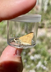 Polites themistocles