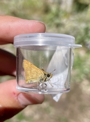 Polites themistocles