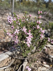 Cyanothamnus anemonifolius