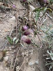 Cirsium andersonii