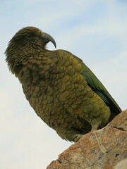 Nestor notabilis